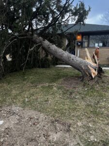 A large fallen tree leaning against a house, indicating an emergency tree removal job for Dave's Tree & Stump Removal LLC in Parma, OH.