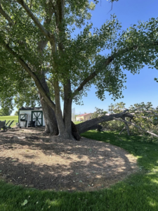 A large fallen tree requiring emergency removal and cleanup services from Detail Tree works & landscaping in Denver, CO.