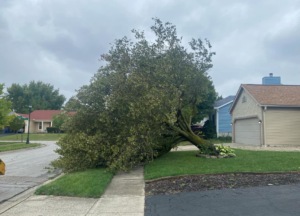 A large fallen tree blocking a sidewalk and lawn, requiring emergency tree removal services from Eastyn's Arbor Care in Fairborn, OH.