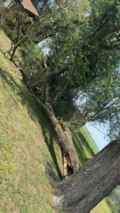 A large fallen tree with a broken trunk, requiring emergency removal service from O'Connor Tree Service in Omaha, NE.