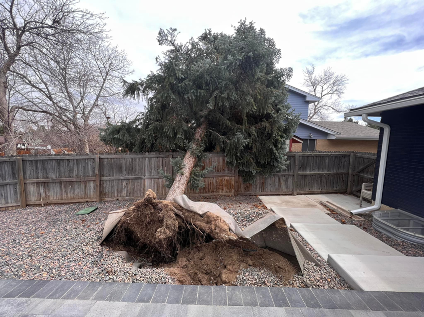 A large fallen tree with exposed roots in a backyard, ready for removal by Ice Tree Service LLC in Westminster, CO.