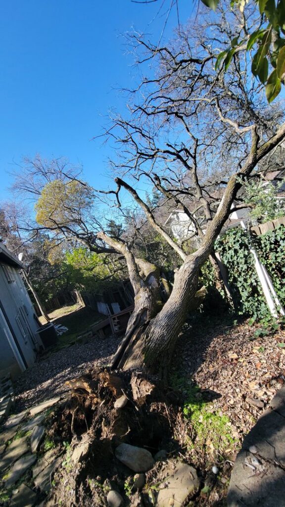 A large tree with exposed roots, fallen over in a residential backyard, requiring tree service from Dry Leaf Tree Service LLC in Sacramento, CA.