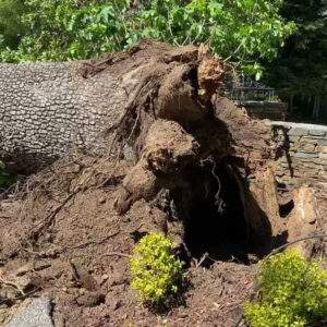 A large fallen tree with its roots exposed, indicating recent tree removal or storm cleanup by Oscar's Expert Tree Services in San Jose, CA.