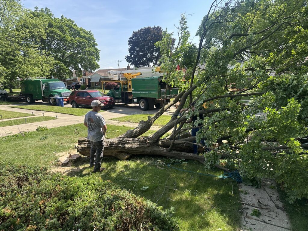 A large fallen tree in a residential front yard with tree service trucks and workers from Magee Tree Service in Detroit, MI.