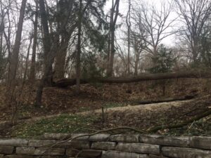 A large fallen tree on a hillside, indicating recent tree removal work by Arbor Solutions Tree Service in Ann Arbor, MI.