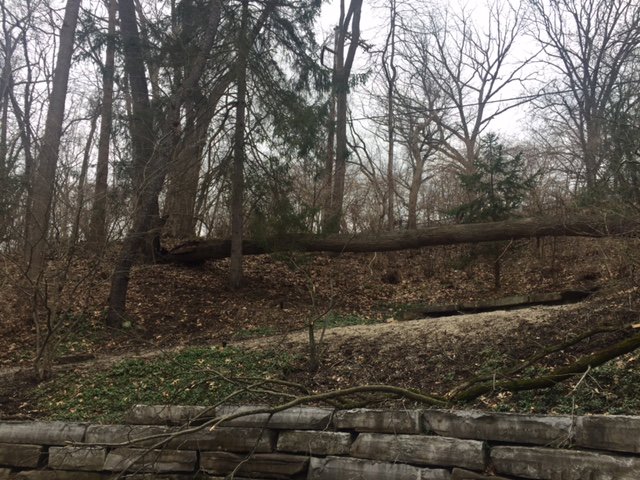 A large fallen tree on a hillside, indicating recent tree removal work by Arbor Solutions Tree Service in Ann Arbor, MI.