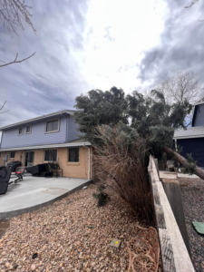 A large fallen tree leaning against a house and fence, requiring service from Ice Tree Service LLC in Westminster, CO.