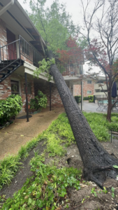 Large fallen tree leaning against apartment building, requiring emergency tree service from Mty lawn and tree service in Dallas, TX