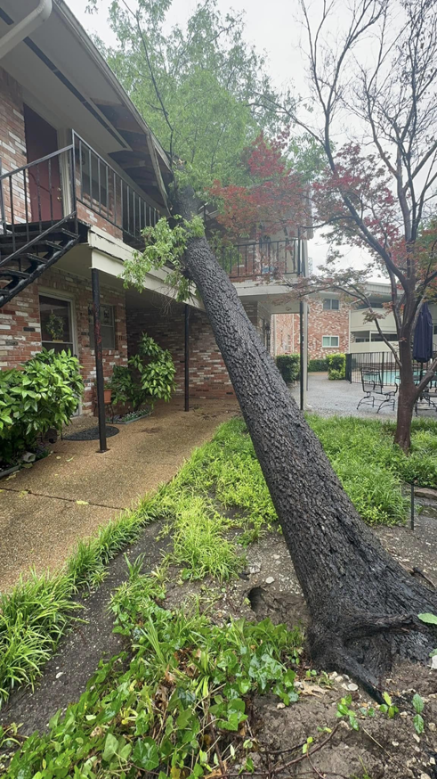 Large fallen tree leaning against apartment building, requiring emergency tree service from Mty lawn and tree service in Dallas, TX