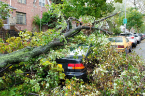 A large tree fallen on a parked car, showing the need for emergency tree removal by Carolina Property Solution and Tree Service in Concord, NC.