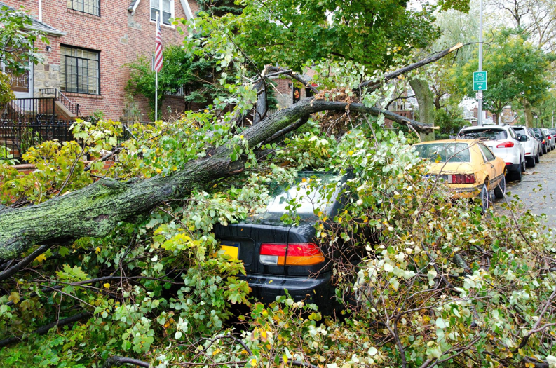 A large tree fallen on a parked car, showing the need for emergency tree removal by Carolina Property Solution and Tree Service in Concord, NC.