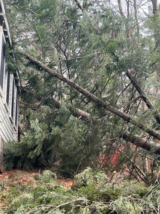A large tree fallen against a house, indicating emergency tree removal services by Black Fern Tree Service in South Portland, ME.