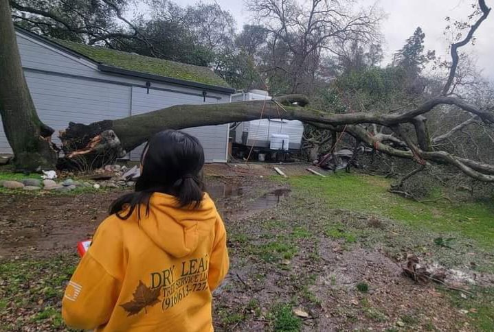 A large fallen tree resting on a house and trailer, requiring emergency tree service from Dry Leaf Tree Service LLC in Sacramento, CA.