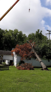 A large fallen tree resting on a house, indicating emergency tree removal by Hughes Tree Service in Murfreesboro, TN.