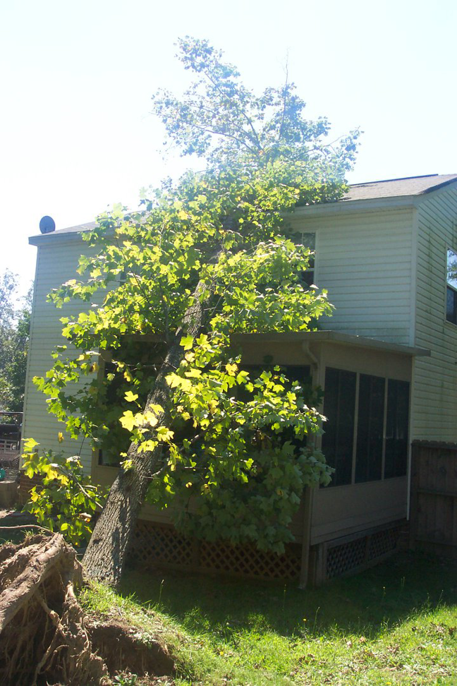 A large fallen tree resting on a house, indicating emergency tree removal services by James River Tree Service in Midlothian, VA.