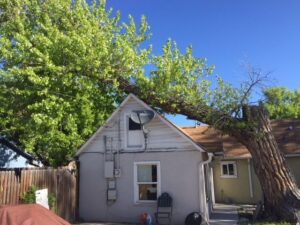 A large tree fallen onto a house, indicating emergency tree removal services by AAA Emergency Tree Service LLC in Denver, CO.