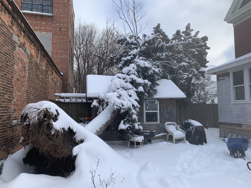 A large tree fallen onto a shed and covered in snow, requiring emergency tree removal by L. Moore Tree Service in Auburn, NY.