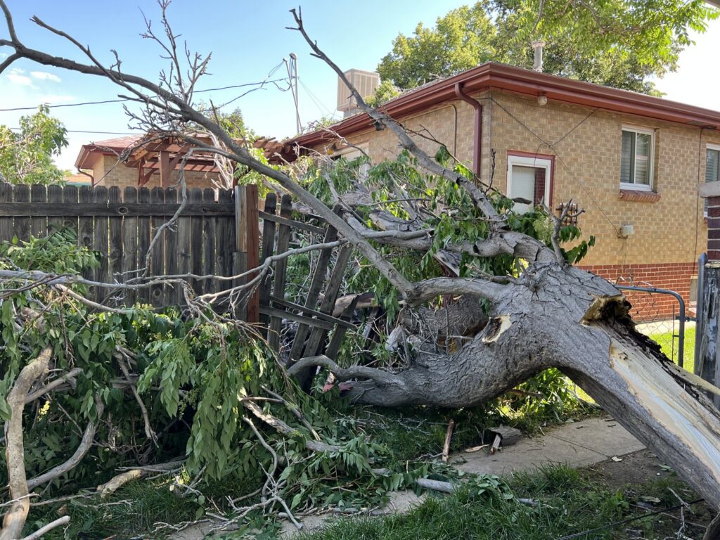 A large tree fallen over a residential fence, requiring emergency cleanup by AAA Emergency Tree Service LLC in Denver, CO.
