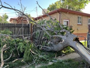 A large tree fallen over a residential fence, requiring emergency cleanup by AAA Emergency Tree Service LLC in Denver, CO.