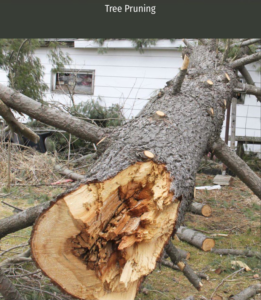 A large fallen tree with branches pruned, indicating tree removal and cleanup by Green Land Tree services in Knoxville, TN
