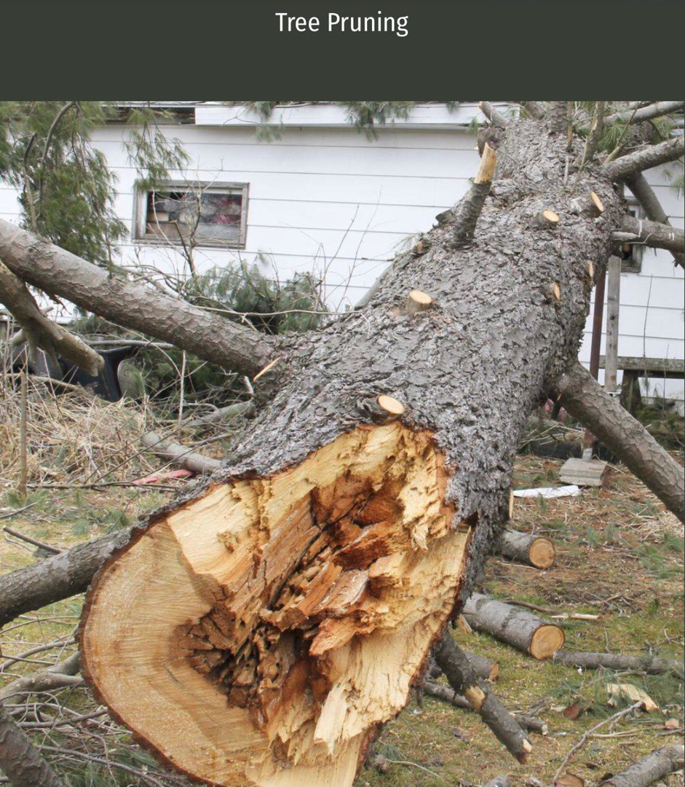 A large fallen tree with branches pruned, indicating tree removal and cleanup by Green Land Tree services in Knoxville, TN