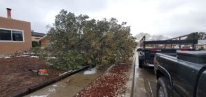 A large fallen tree blocking a sidewalk and street, with a chainsaw and truck ready for removal by All Around Forestry LLC in Albuquerque, NM