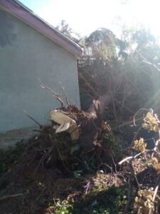 A large fallen tree with exposed roots next to a building, showing tree removal or storm cleanup by Arbor Services in Fort Myers, FL
