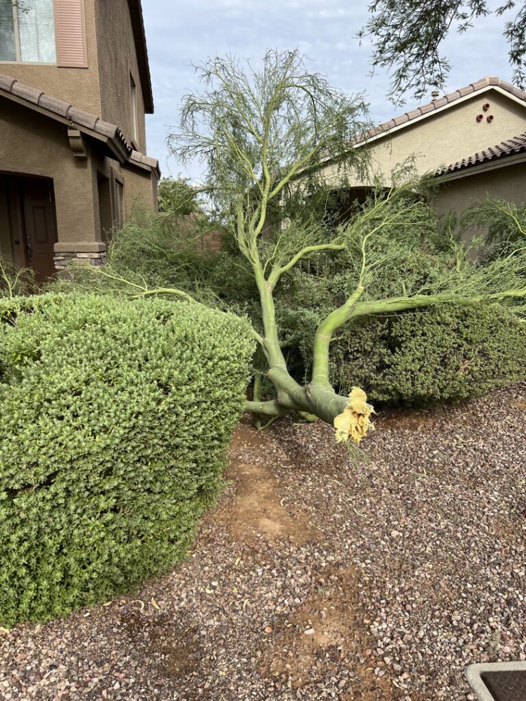 A large fallen tree across a residential yard, indicating emergency tree removal service by No Bull Trees in Surprise, AZ.