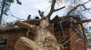A large fallen tree on a house being removed by Hall's Tree Service, INC in Fayetteville, NC.