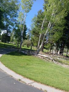 A large fallen tree requiring professional removal and cleanup services by Kerrific Trees Llc in Idaho Falls, ID.