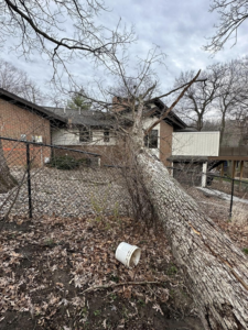 A large fallen tree requiring removal services from Mr Spruce Tree Service LLC in Ankeny, IA.