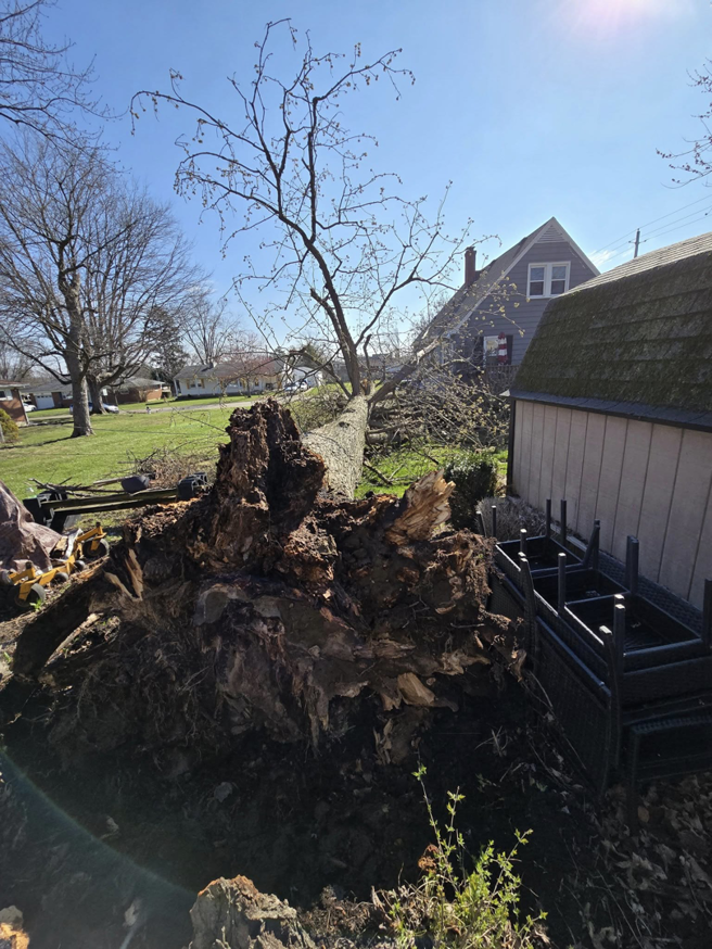 A large fallen tree with exposed roots near a house, ready for removal by M.L tree service in Dayton, OH.