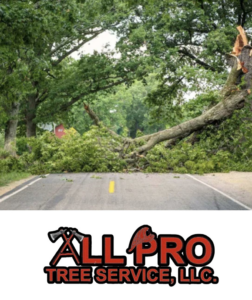 A large fallen tree blocking a road, requiring storm cleanup from All Pro Tree Service in State College, PA.