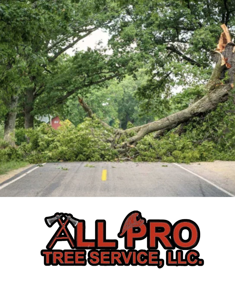 A large fallen tree blocking a road, requiring storm cleanup from All Pro Tree Service in State College, PA.