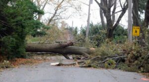 A large fallen tree blocking a road, requiring emergency cleanup by Des Moines Professional Tree Trimming Services in West Des Moines, IA.