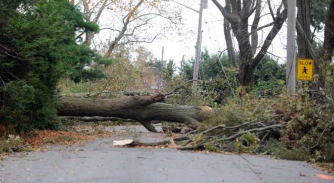 A large fallen tree blocking a road, requiring emergency cleanup by Des Moines Professional Tree Trimming Services in West Des Moines, IA.