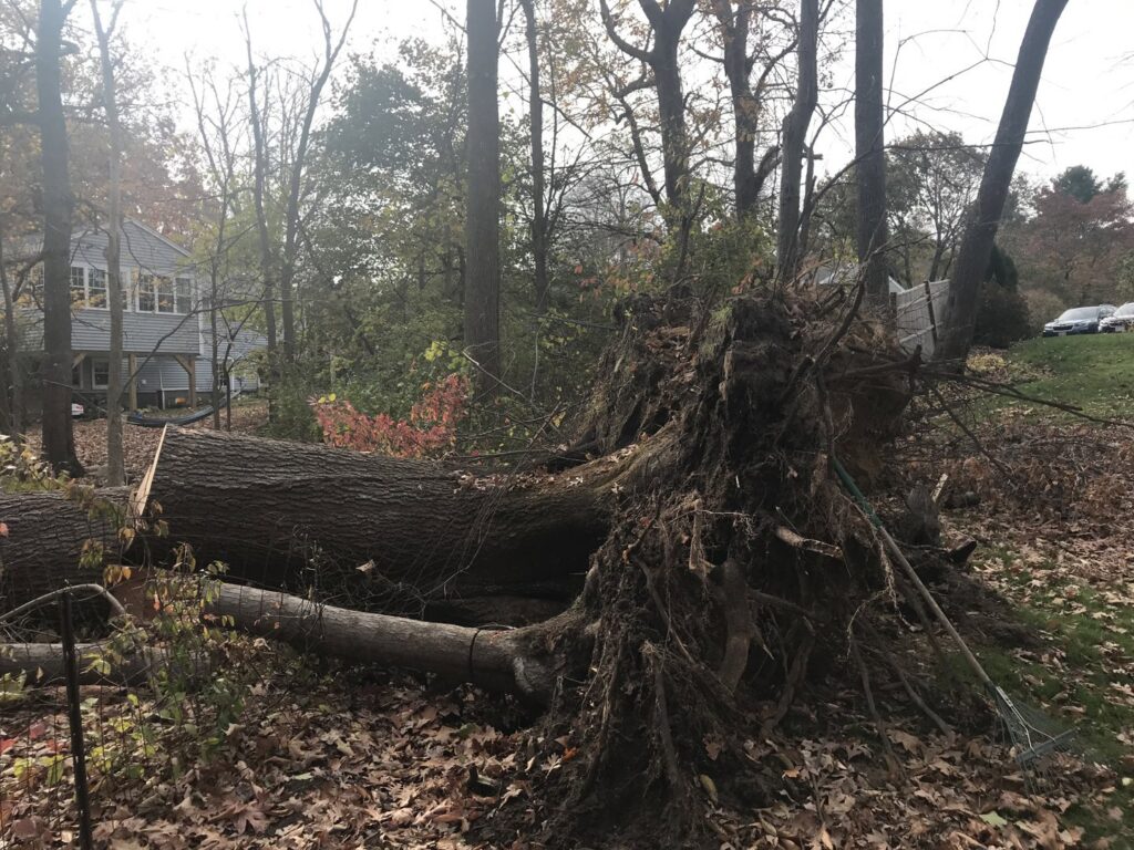 A large fallen tree with its root ball exposed, indicating storm cleanup or tree removal by Ethical Tree Services in Woonsocket, RI.
