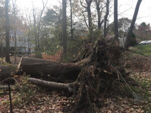 A large fallen tree with its root ball exposed, indicating storm cleanup or tree removal by Ethical Tree Services in Woonsocket, RI.