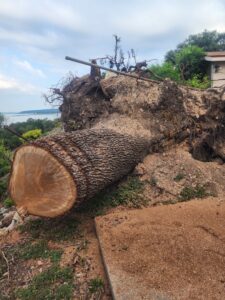 A large fallen tree with exposed roots, indicating storm damage cleanup by JP'S Tree Service in Austin, TX.