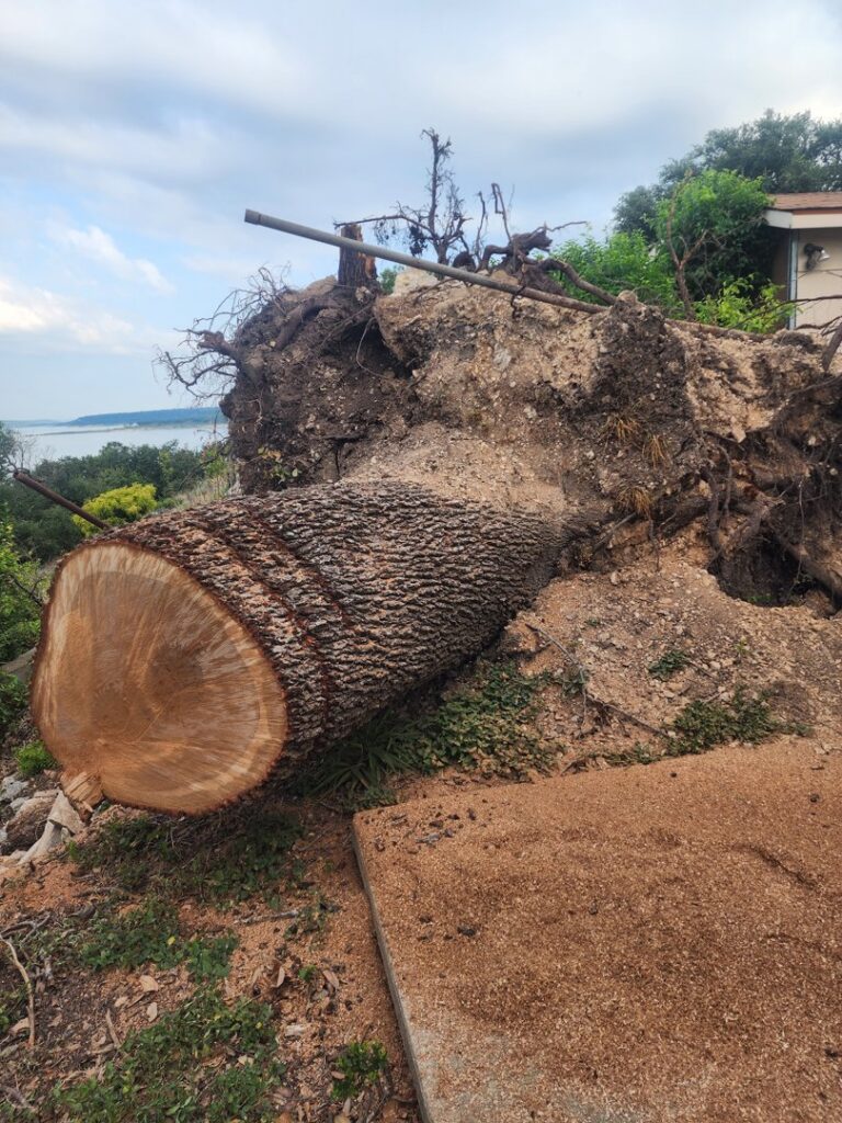 A large fallen tree with exposed roots, indicating storm damage cleanup by JP'S Tree Service in Austin, TX.