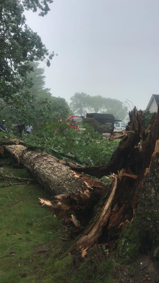 A large fallen tree after a storm, with crew and equipment in the background for cleanup by Jeovani's Tree Service in Warrenton, VA.