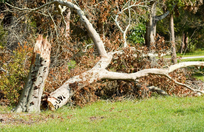 A large fallen tree with a broken trunk, indicating storm damage cleanup services by Ballard Enterprises in Crownsville, MD.