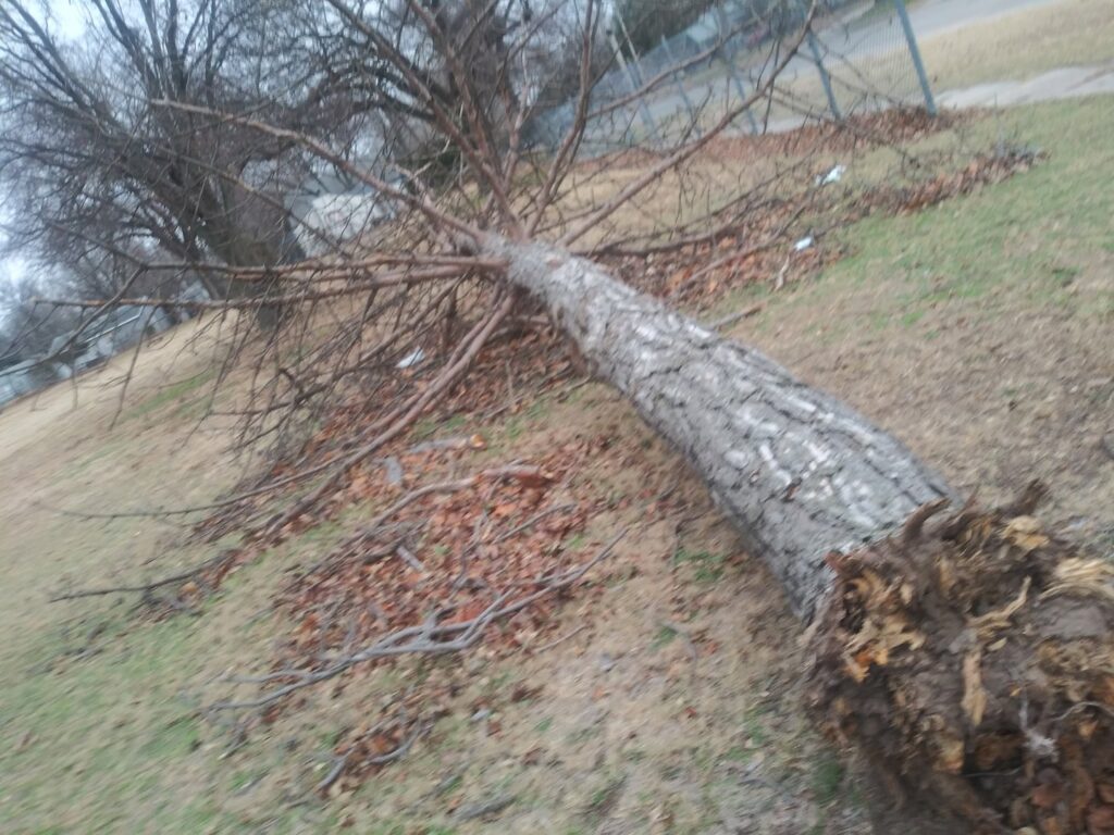 A large fallen tree with exposed roots, indicating storm damage or removal, by Moore's Tree Service in East Hanover, NJ.