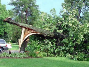 A large fallen tree blocking a driveway, showing storm damage that CRAB Tree Service in St. Charles, MO can address.