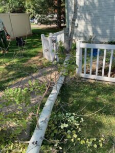 A freshly cut tree trunk lying on the ground after removal by Parkview Tree Service in Sheridan, WY.