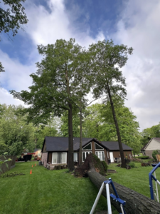 A large fallen tree trunk in a residential backyard, indicating recent tree removal by Dusang Tree Service in Greenfield, IN.