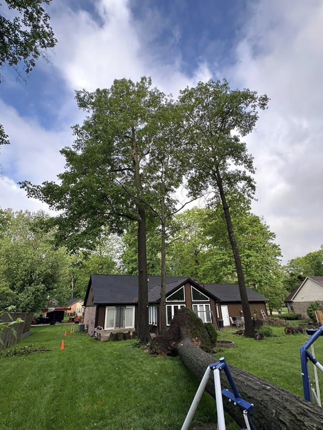 A large fallen tree trunk in a residential backyard, indicating recent tree removal by Dusang Tree Service in Greenfield, IN.
