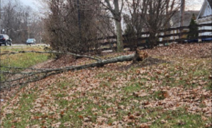 A fallen tree trunk on a grassy slope, ready for removal by Cornerstone Landscaping in Phoenix, AZ.
