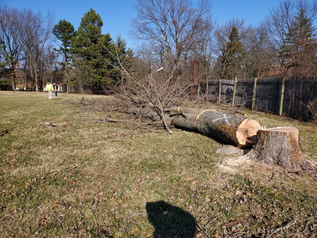 A large, freshly cut tree trunk lying on the ground next to its stump after removal by King's Tree Service LLC in Winfield, MO.