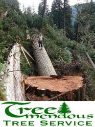 A large felled tree trunk and stump, showcasing professional tree removal services by Treemendous Tree in Seattle, WA.